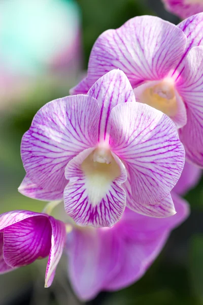 Orchid flower (Dendrobium). — Stock Photo, Image