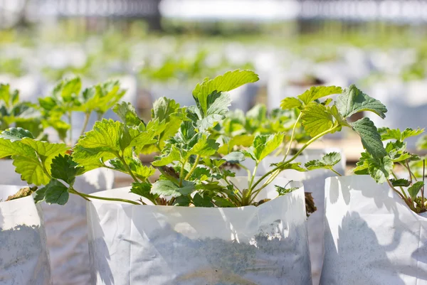 Planta de fresa en la granja . — Foto de Stock