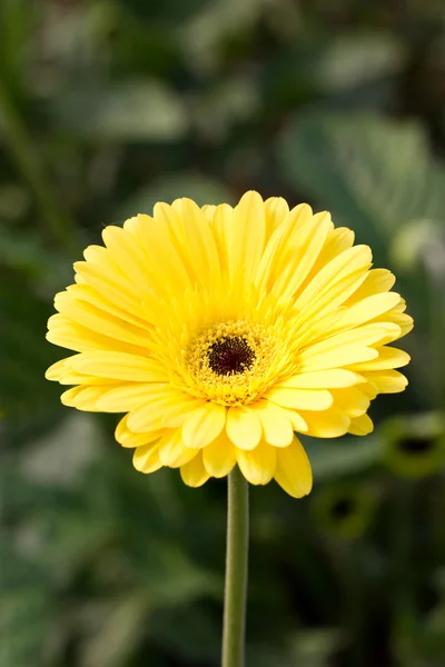 Sarı gerbera çiçek (parlak). — Stok fotoğraf