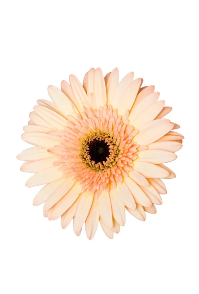 Gerbera flower (Beau). — Stock Photo, Image