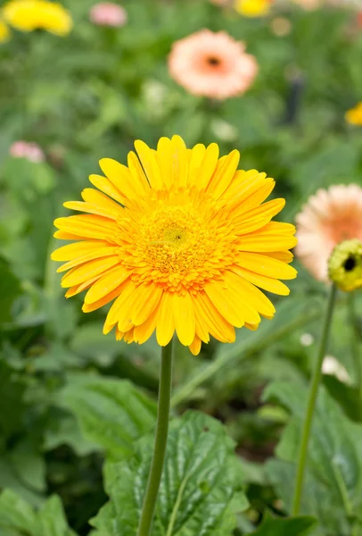 Květina žlutá gerbera. — Stock fotografie