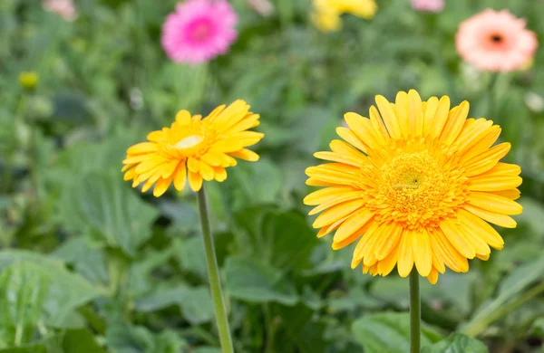 Yellow gerbera flower. — Stock Photo, Image