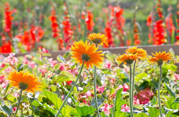 Gerbera flowers garden. — Stock Photo, Image