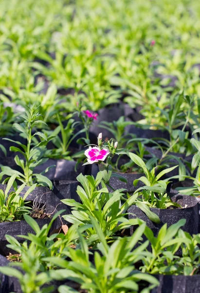 Cultiveren Dianthus bloemen. — Stockfoto
