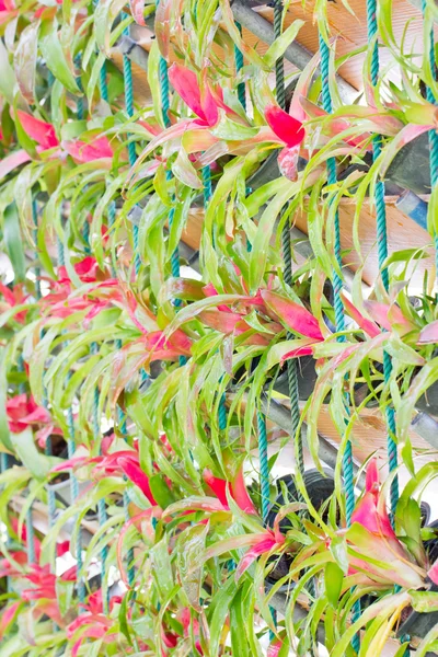 Vertegenwoordiger van de bromeliafamilie verticale tuinieren. — Stockfoto