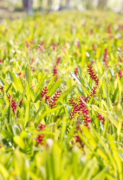 Red aechmea apocalyptica gamesopela bromeliad flowers. — Stock Photo, Image