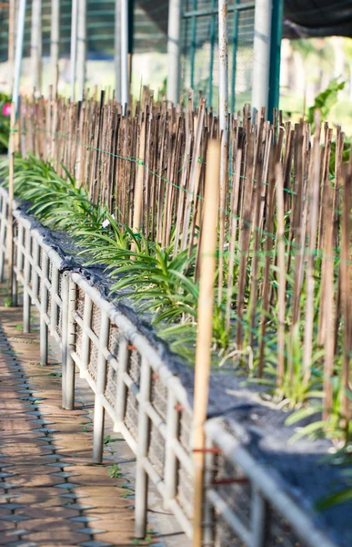 Cultivo de orquídeas . — Fotografia de Stock