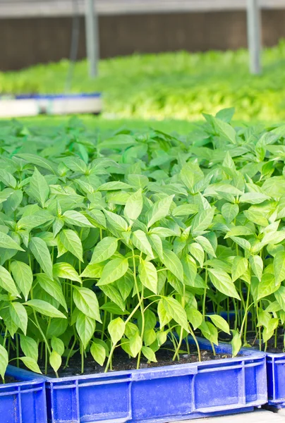 Spaanse peper plant boerderij. — Stockfoto