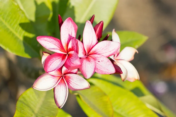 Plumeria blommor. — Stockfoto