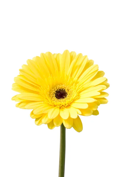 Yellow gerbera flower (Brilliance). — Stock Photo, Image