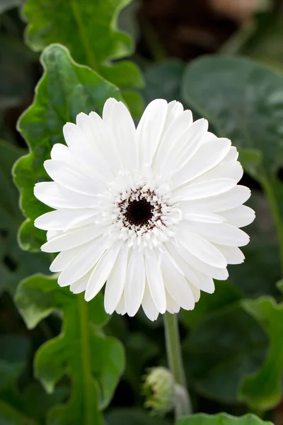 Flor de gerbera branca . — Fotografia de Stock