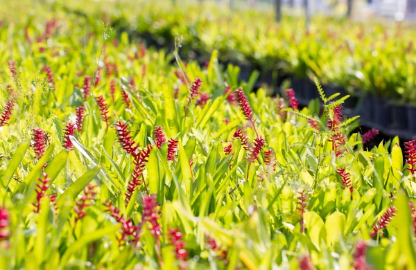 Красная aechmea апокалиптика gamesopela bromeliad цветы . — стоковое фото