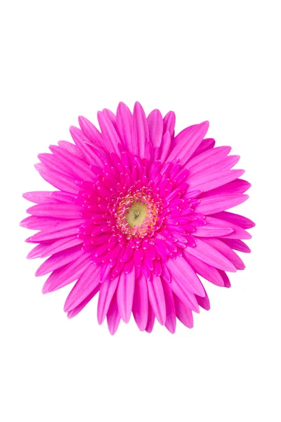 Květina růžová gerbera. — Stock fotografie