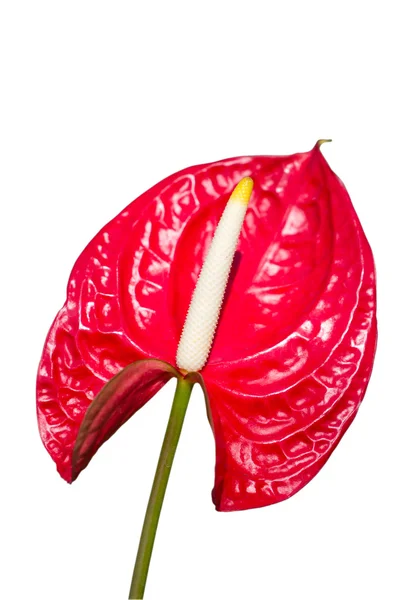 Anthurium Fleurs de flamant rose . — Photo