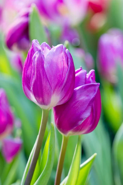 紫のチューリップの花. — ストック写真