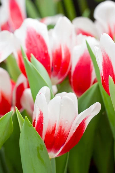 赤白いチューリップの花 — ストック写真