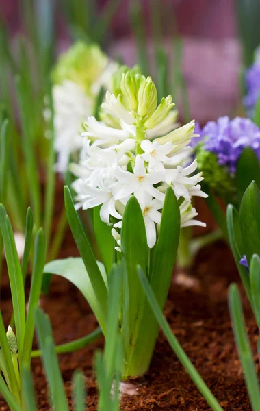 Biały hiacynt kwiaty w ogrodzie. — Zdjęcie stockowe