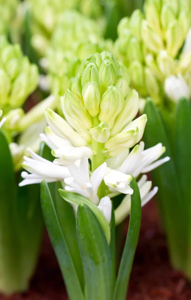 Witte hyacint bloemen in de tuin. — Stockfoto