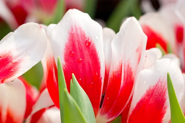 チューリップの花の終わり. — ストック写真