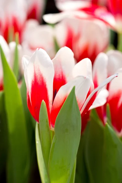 チューリップの花. — ストック写真