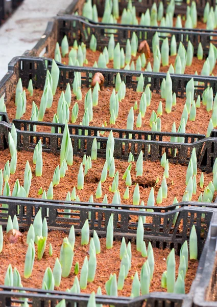 Jugendlich grüne Knospe der Tulpe. — Stockfoto