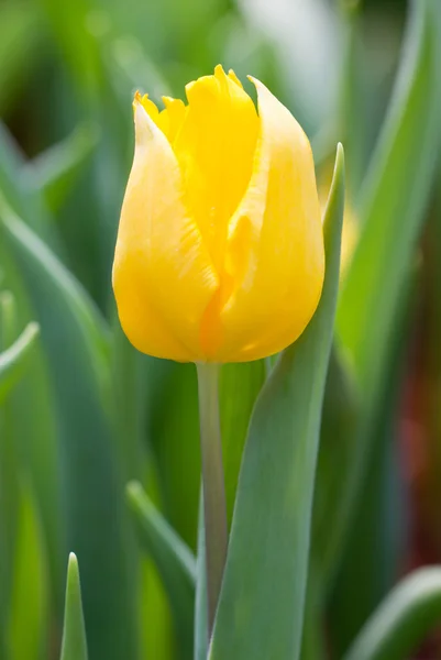 黄色のチューリップの花. — ストック写真