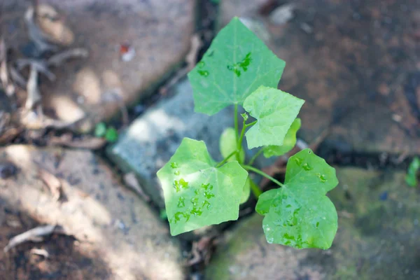 Fiatal ivy sütőtök növény. — Stock Fotó