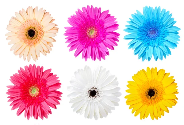 Multicolor gerber daisy – stockfoto