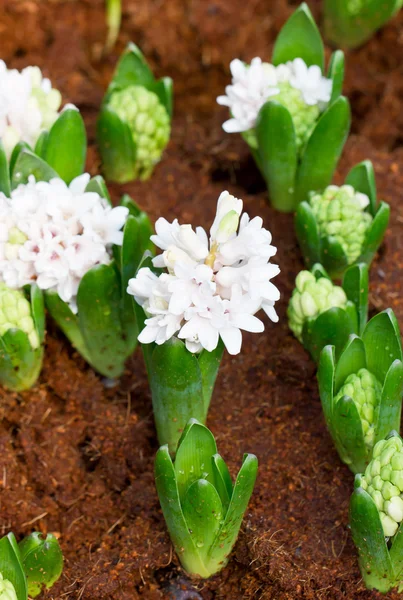 Les jeunes fleurs de jacinthe poussent dans le jardin . — Photo