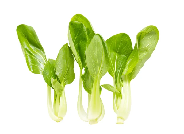 Fresh green bok choi — Stock Photo, Image