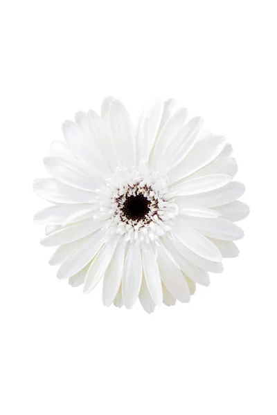 Květ bílý gerbera. — Stock fotografie
