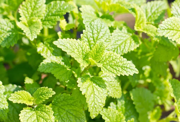 Peppermint plant — Stock Photo, Image
