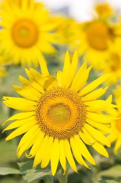 Gele zonnebloem. — Stockfoto