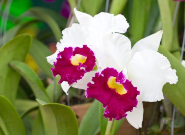 cattleya orkide.