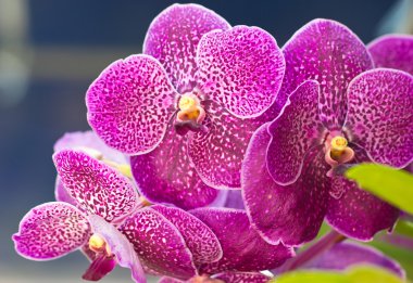 Vanda orchid flowers close up.