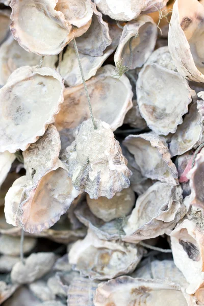 Coquilles d'huîtres ouvertes avec corde . — Photo