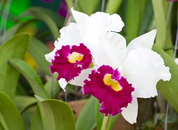 Cattleya orchid. — Stock Photo, Image