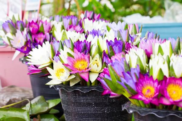 Bunches of water lilies in the market. — Stock Photo, Image