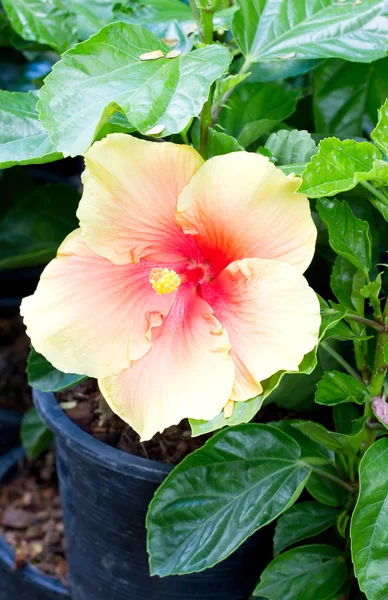 Hibiskus rosa sinensis. — Stockfoto