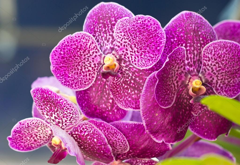 Vanda flores de orquídea de cerca .: fotografía de stock © happymay  #32468467 | Depositphotos