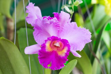 pembe cattleya orkide çiçek.