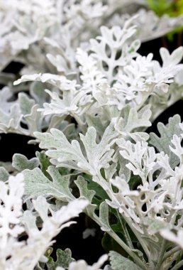 Dusty miller bitki.