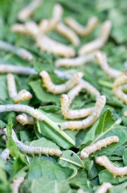 Silkworms yakın çekim.