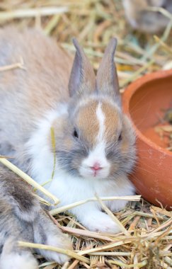 saman üzerinde oturan genç bunny.