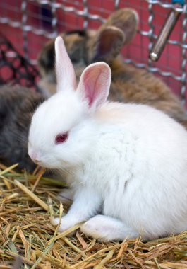 Genç beyaz tavşan.