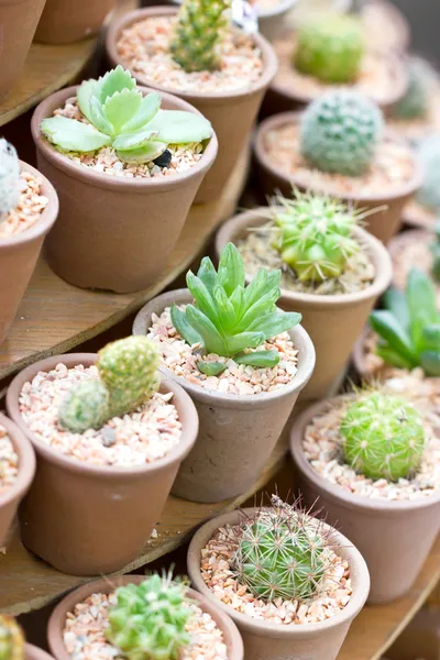 Piante da vaso di cactus — Foto Stock