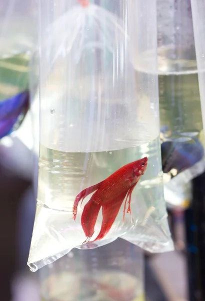 Red fighting fish in oxygen plastic tube. — Stock Photo, Image