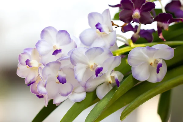 Hermoso grupo de orquídeas . — Foto de Stock