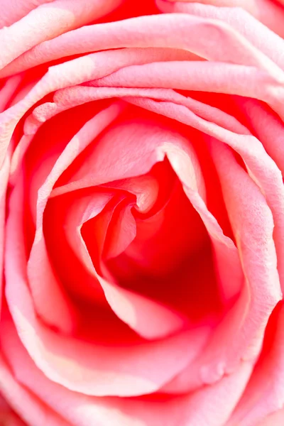 Rosa rosa da vicino. — Foto Stock