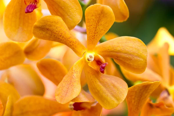 Orange orchid. — Stock Photo, Image